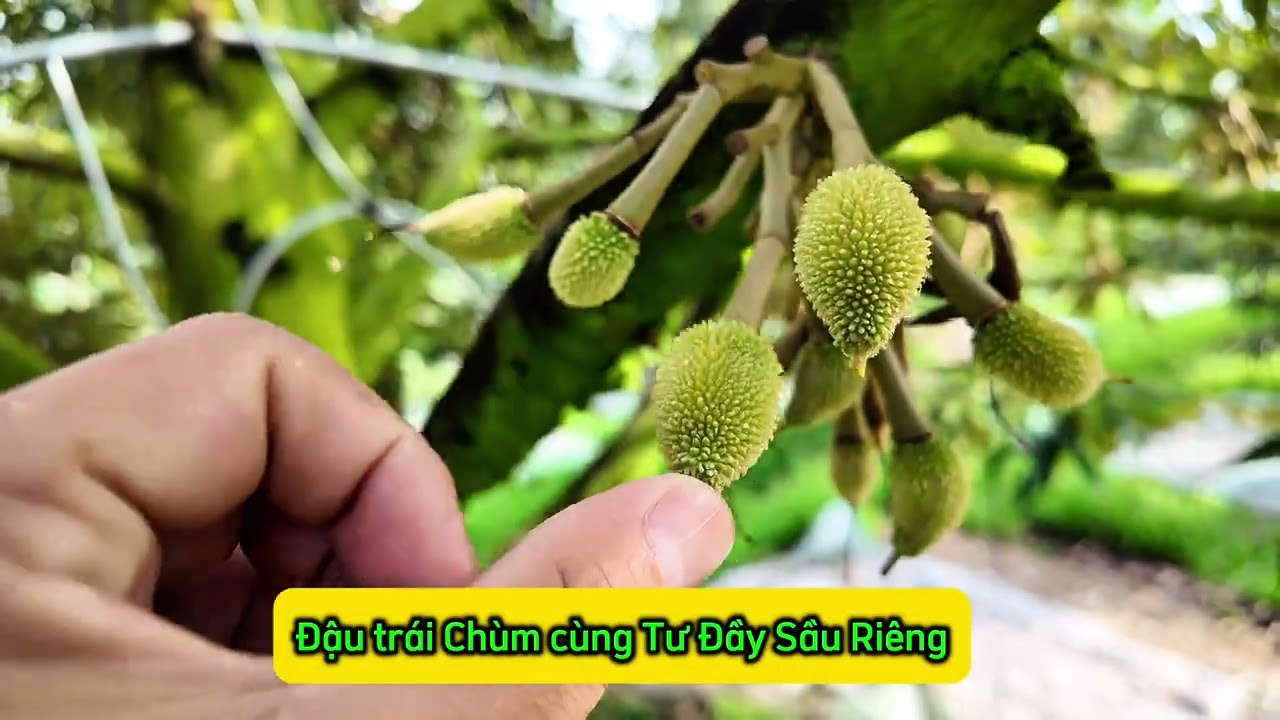 vườn Sầu Riêng khách hàng đậu trái chùm cùng Tư Đầy Sầu Riêng