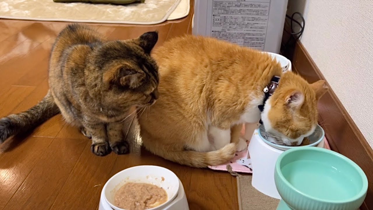 2026年明けましておめでとうございます