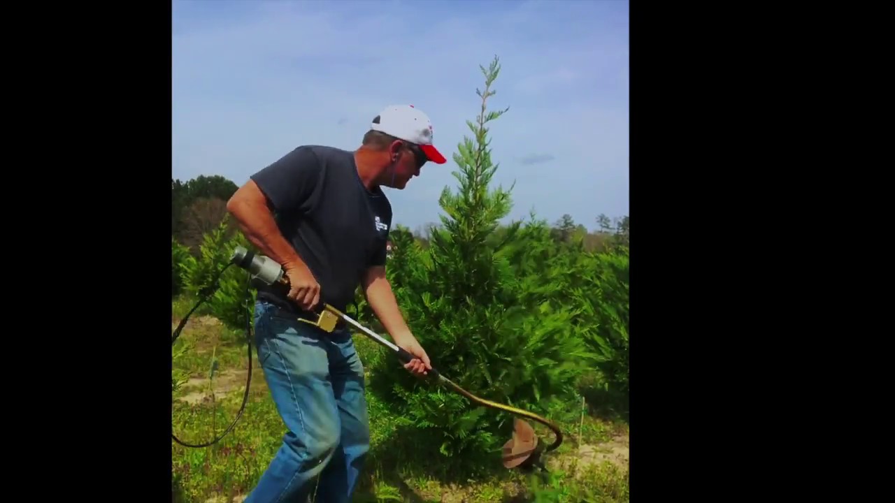Pruning March 2018