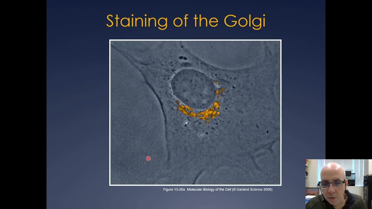 Molecular Cell Biology Lecture 18, Part B; Vesicle Trafficking