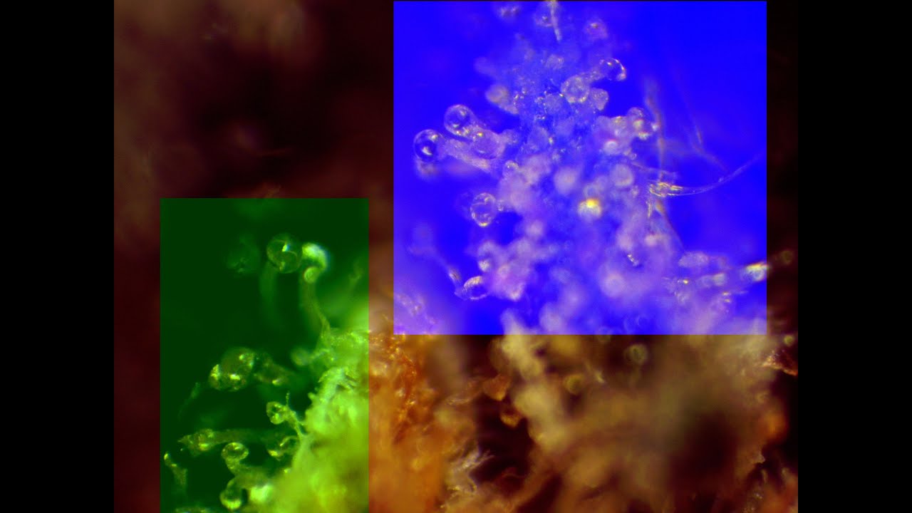 Weil mir der Zustand der Trichome nicht so sehr gef&auml;llt, hier der Mix :CM. Jean Guy / for Fun