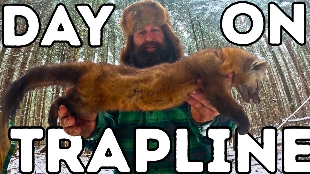 A Day on the Trapline (Marten and Fisher)