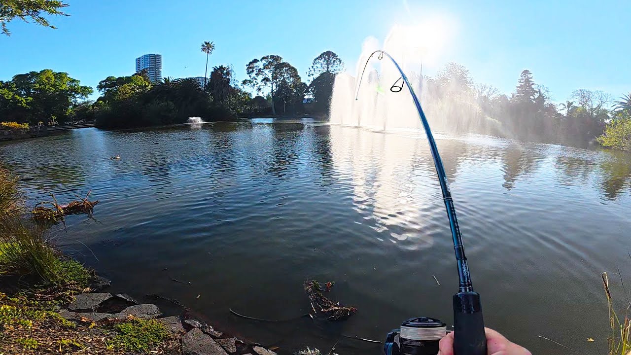 Controlling Carp Numbers at RUINED Lake | INVASIVE Species Taking Over Australia