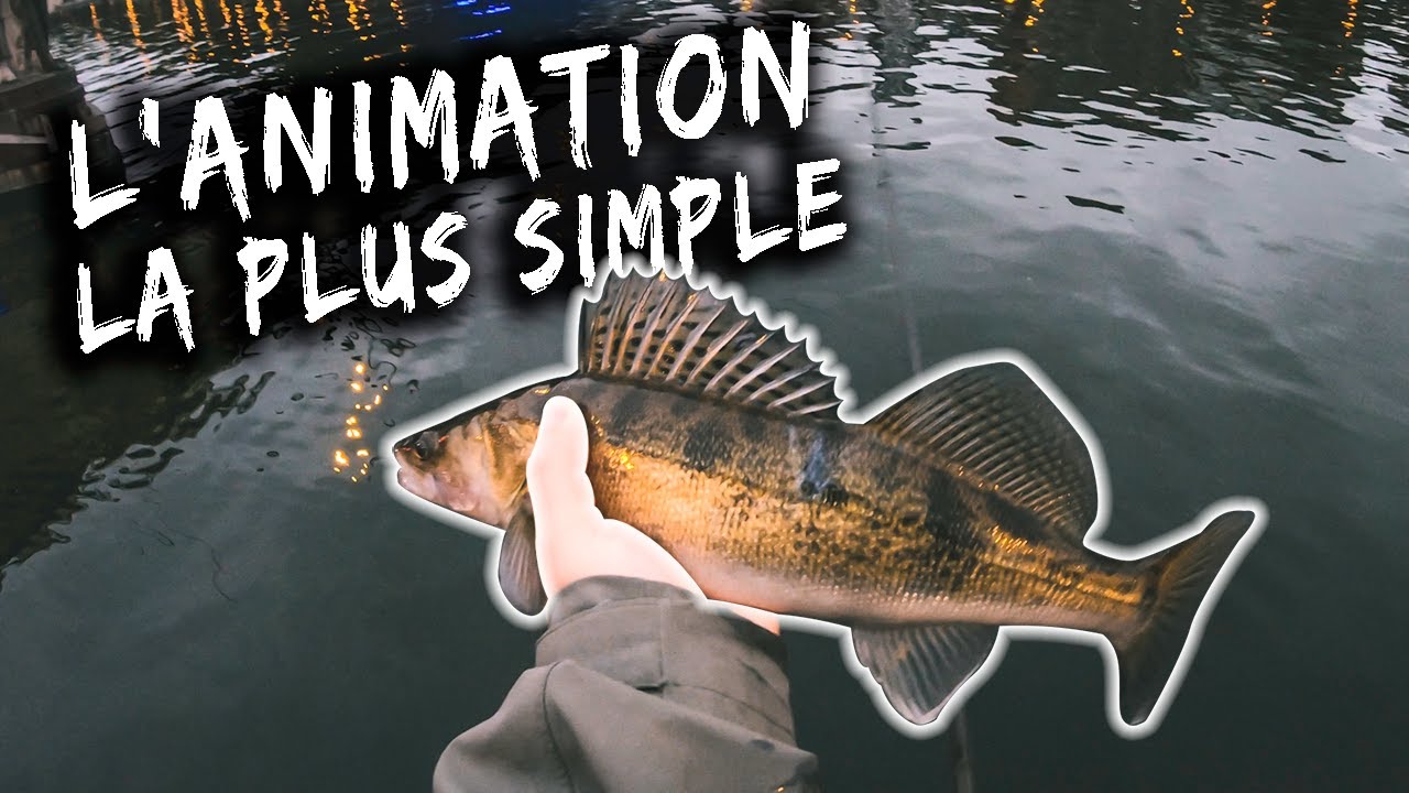 Pêche du sandre aux leurres souples : L'animation la plus simple !