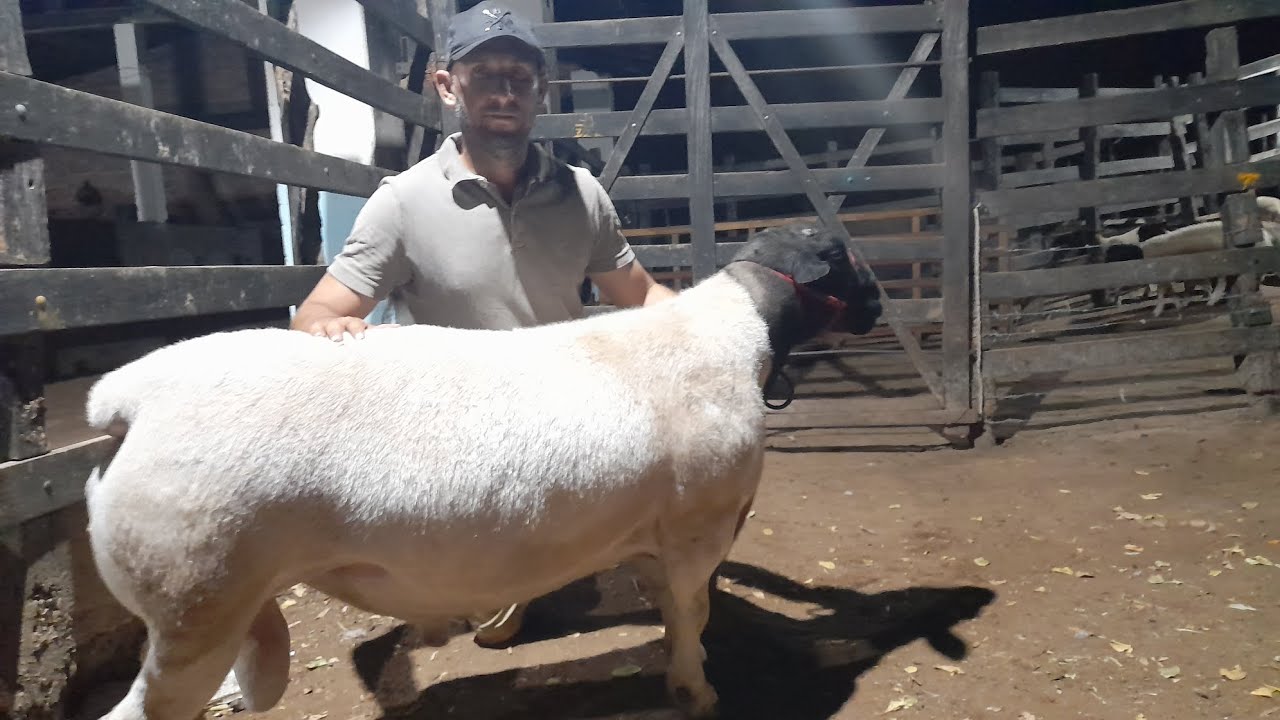 Animais disponíveis a venda Val das ovelhas