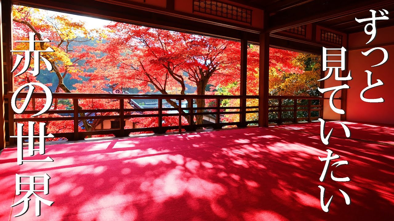 ピーク弾けてもみじ降る　京都西山最高の日｜柳谷観音｜十輪寺