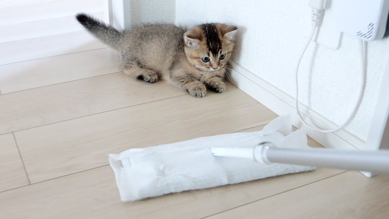 Kitten Kiki is afraid of floor wiper, but not of daddy cat!