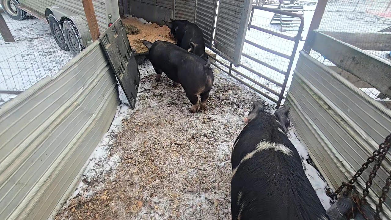 NEAR DISASTER! _ LOADING Day For The PIGS And GOATS!  // Whitt Acres