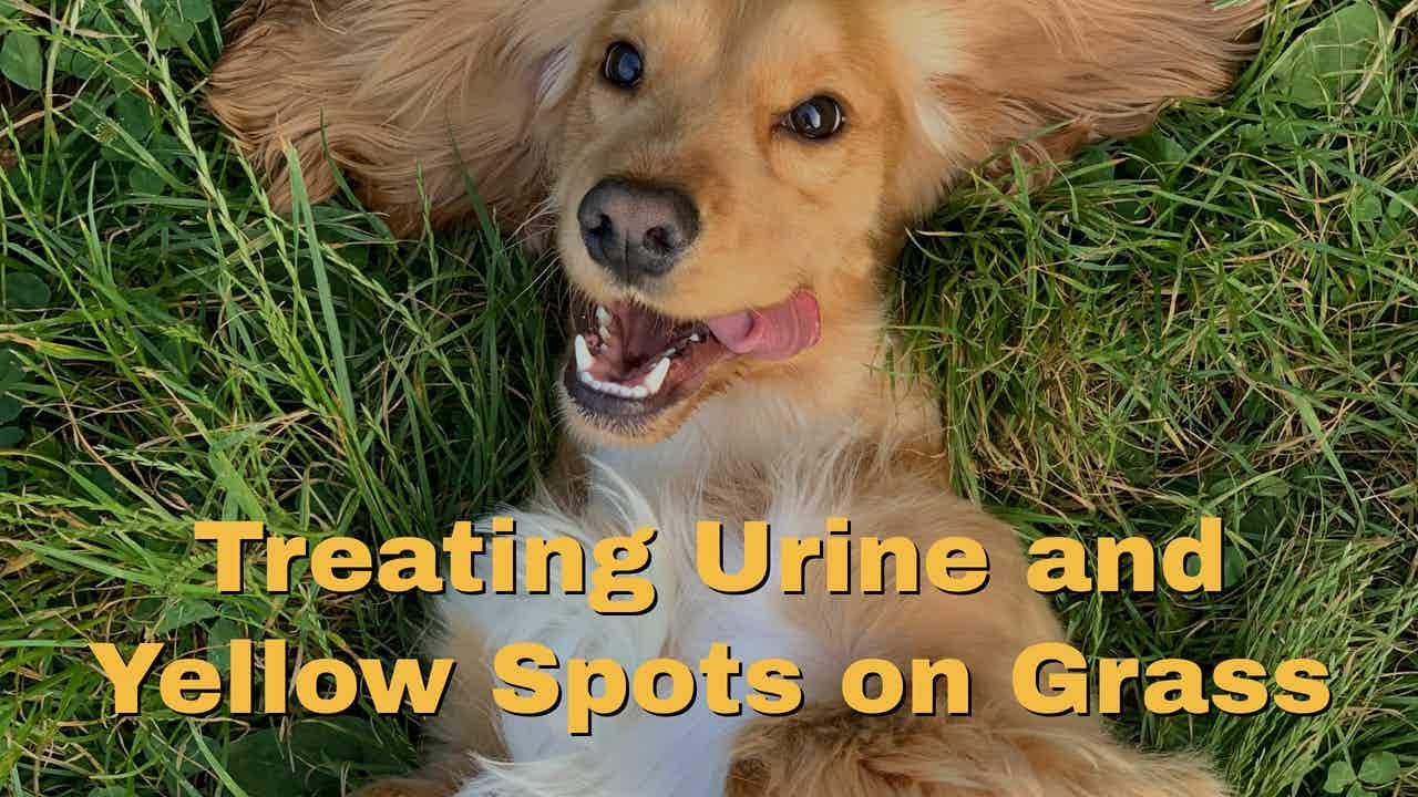 Treating Urine and Yellow Spots on Grass