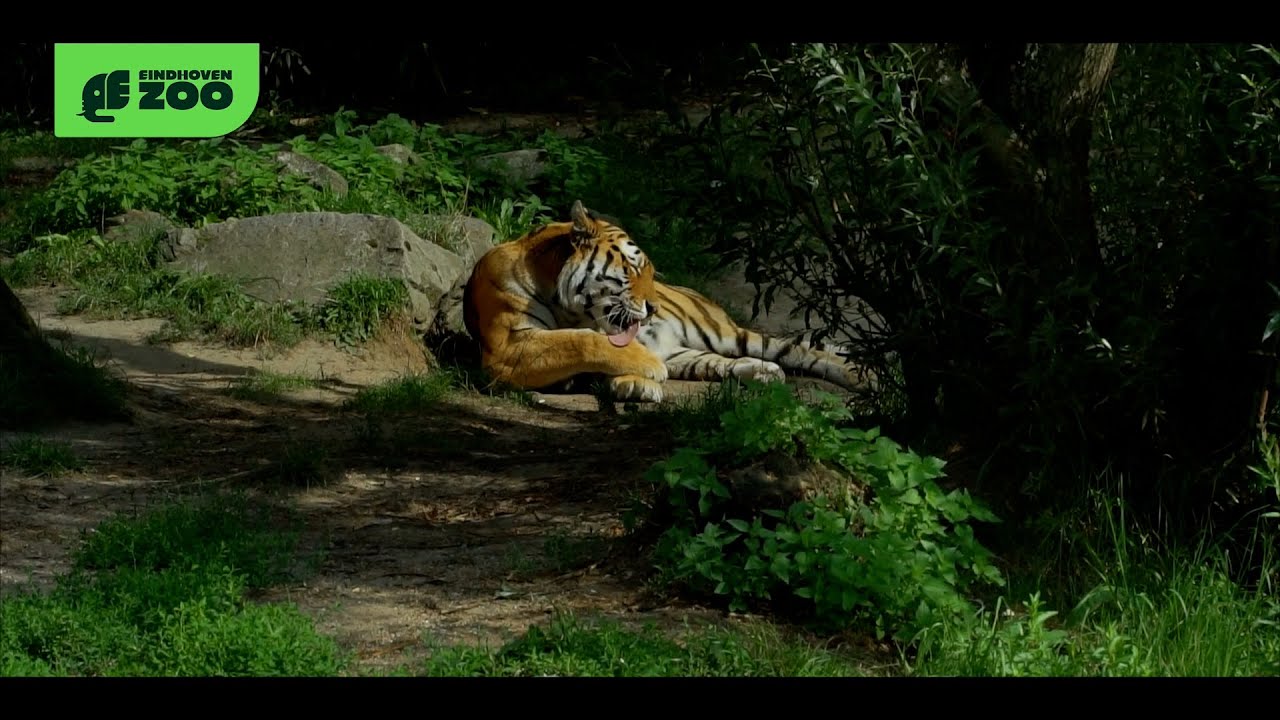Ontdek een eigen kijk op het dierenrijk in Eindhoven Zoo