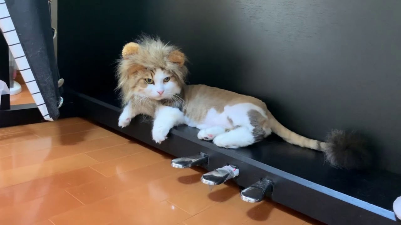 父猫ライオンに敵意をむき出しにするオデコがかわいい   Daddy cat wears a LION HAT - baby cat thinks he's an ENEMY.