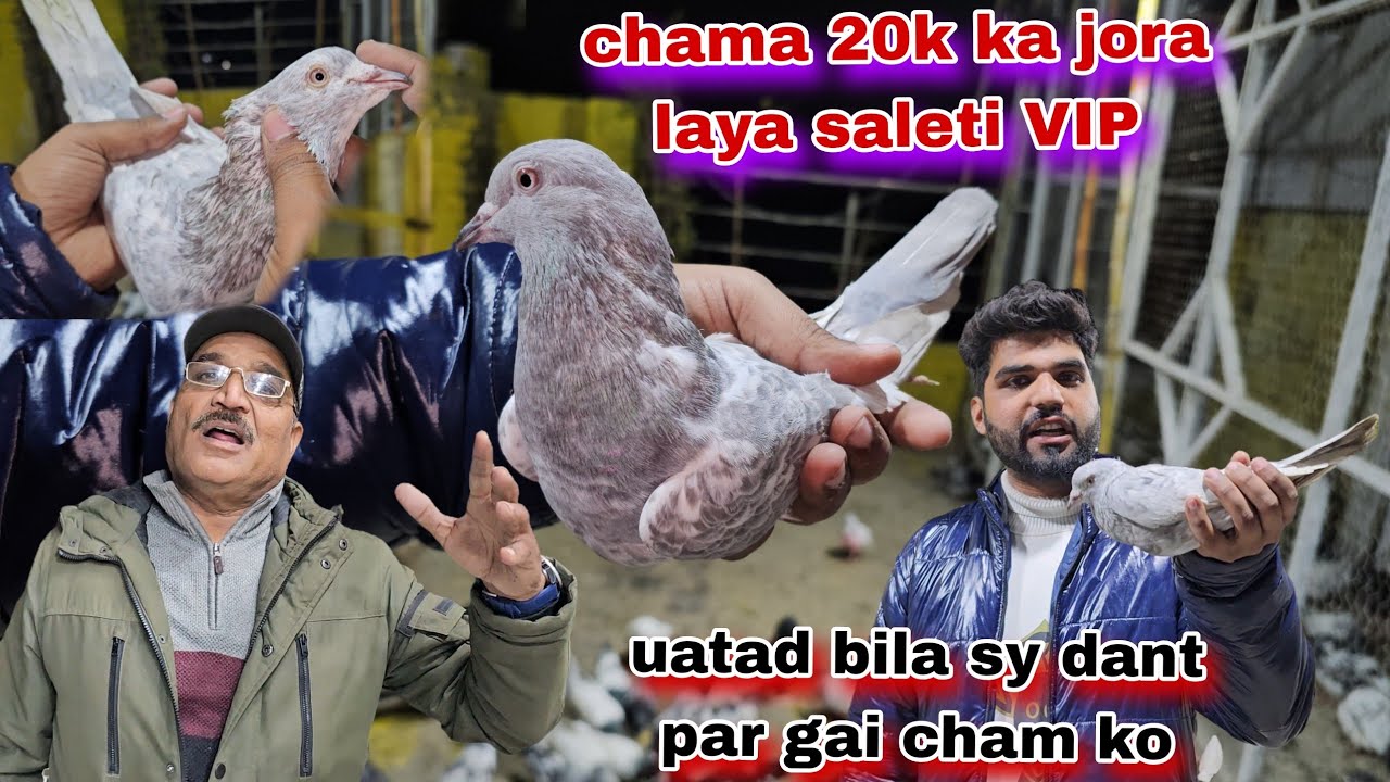 Chama ny 20,000 ka saleti jora kharid leya😯ustad bila sy chama ko dant par gai joro ki waja sy