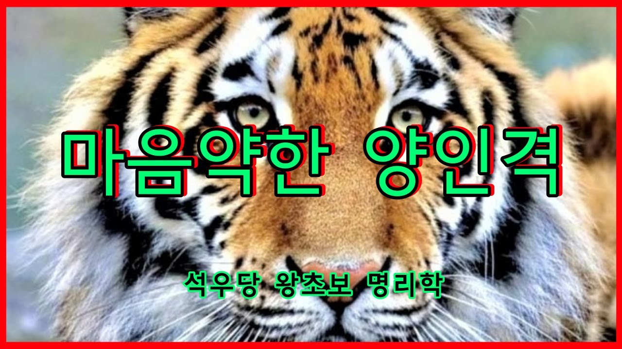 마음약한 양인격