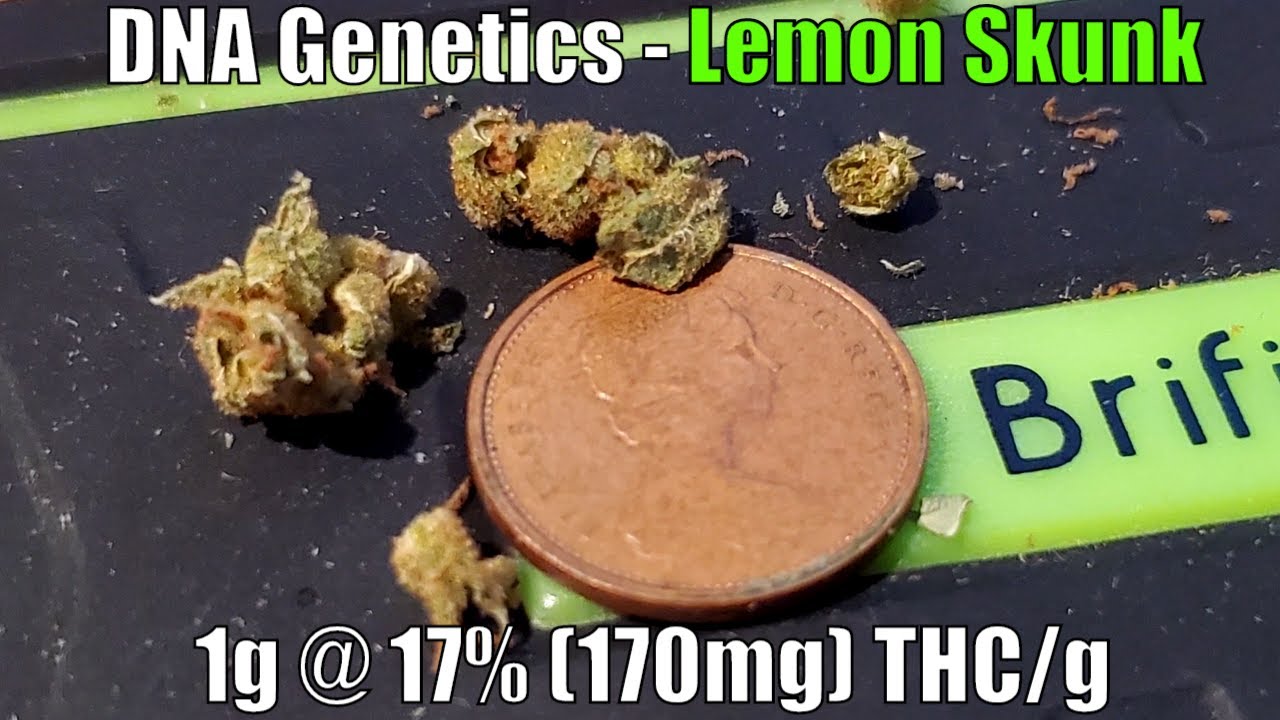 DNA Genetics - Lemon Skunk Unboxing Review - 1g @ 17% (170mg) THC/g (+Extreme Closeups)