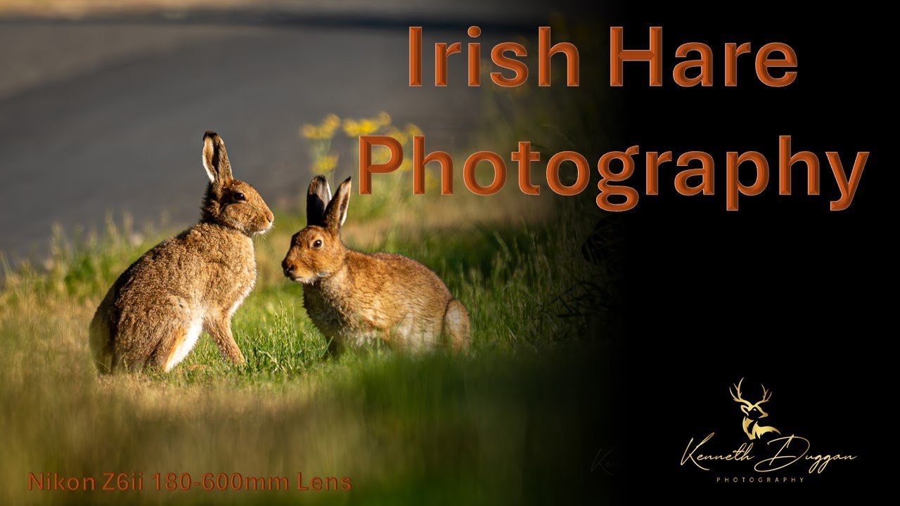 Irish Wildlife and Nature. Irish Hare Photography Nikon Z6ii 180-600mm Lens