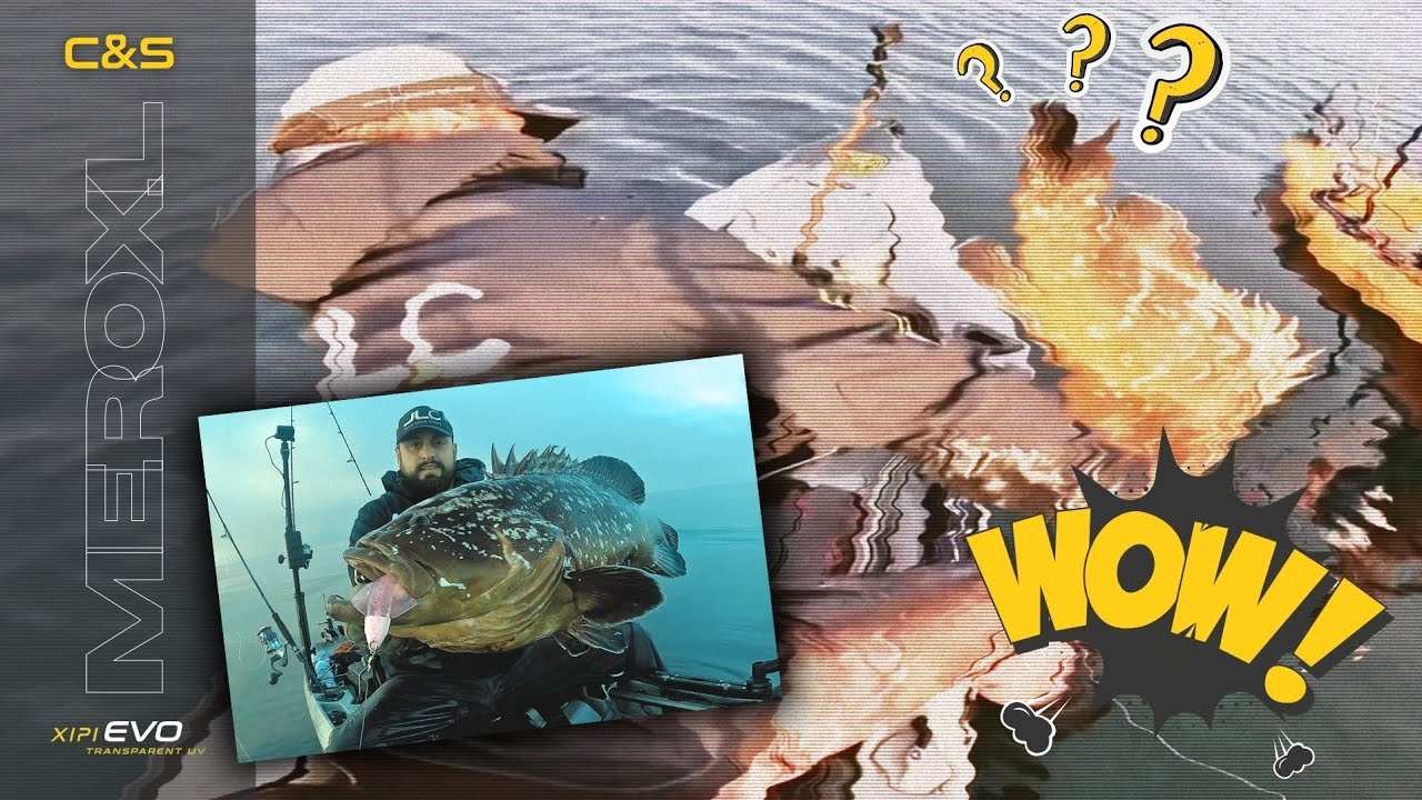 Captura y suelta gran mero 𝐗𝐢𝐩𝐢 𝐄𝐕𝐎 𝟏𝟔𝟎𝐠 𝐓𝐑𝐀𝐍𝐒𝐏𝐀𝐑𝐄𝐍𝐓 𝐔𝐕
