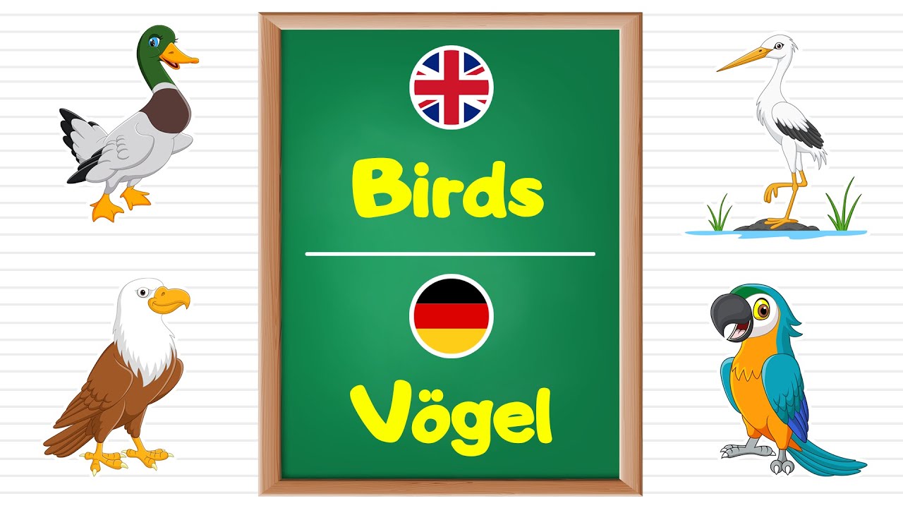 Learn Birds names in German Language for Kids and Beginners.