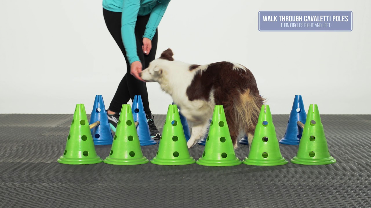 FitPAWS Canine Gym Set at J&J Dog Supplies