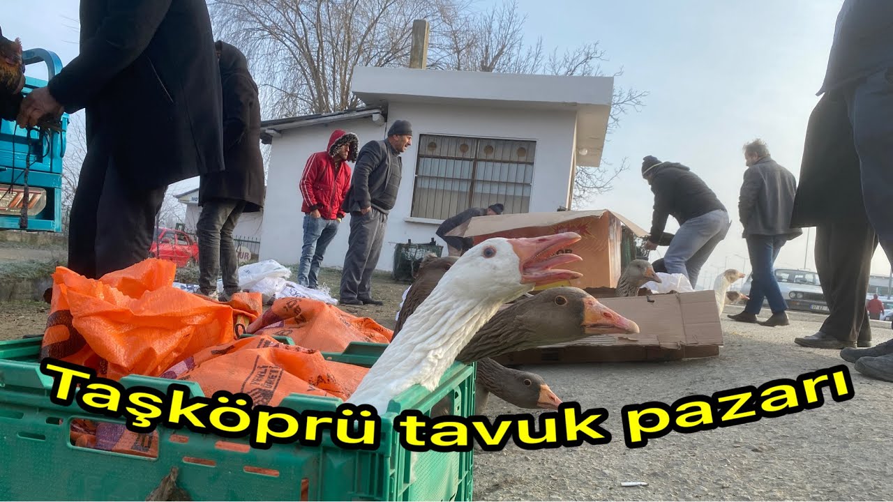 Yılbaşı Öncesi Taşköprü Tavuk Pazarı: Hindiler ve Kazlar Pazarın Gözdesi