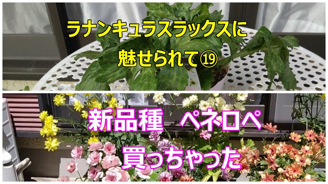 ラナンキュラスラックスに魅せられて⑲新品種ペネロペ買っちゃった