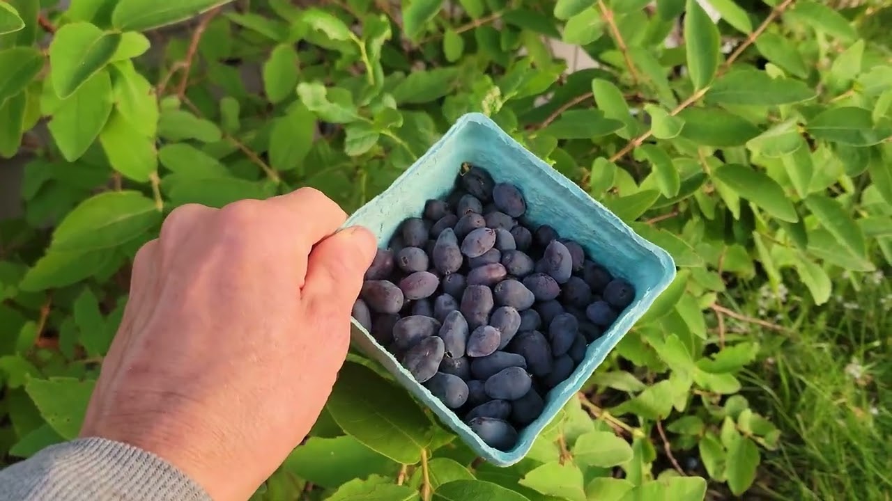 Growing Honeyberry-Lonicera caerulea