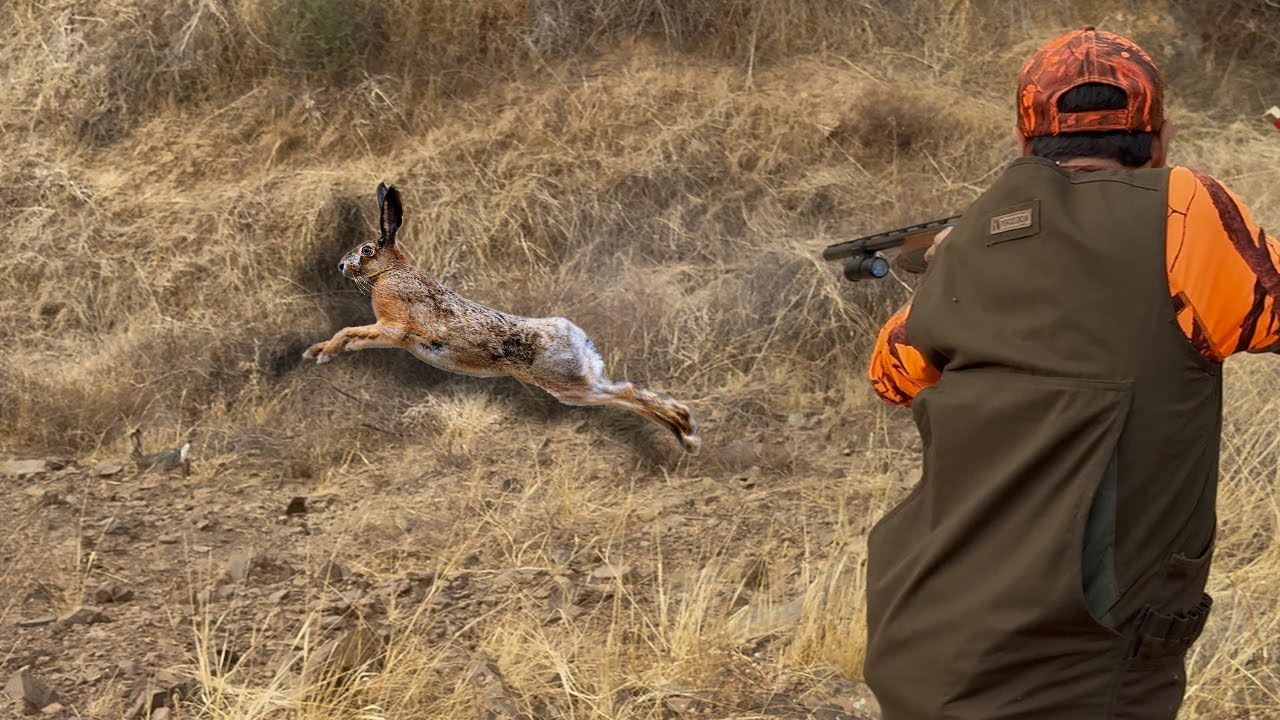 Chasse Perdrix et lievre au maroc | Partridge Hunting (2025-2026) - صيد الحجل البري بالمغرب