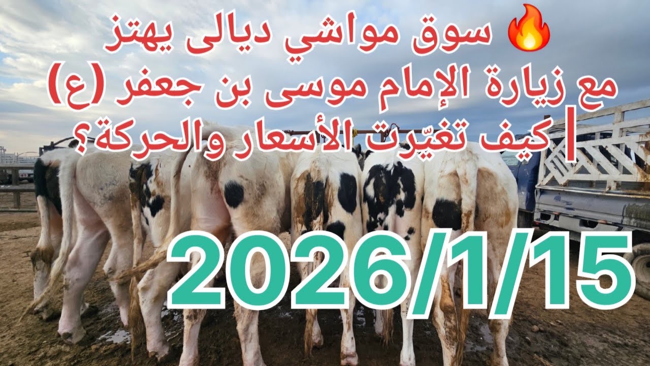 🔥 سوق مواشي ديالى يهتز مع زيارة الإمام موسى بن جعفر (ع) | كيف تغيّرت الأسعار والحركة؟