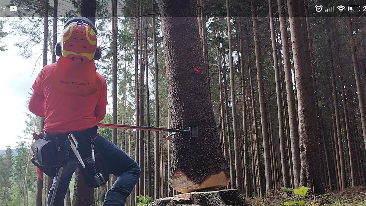 Kácení a prohazování stromů,506-2023