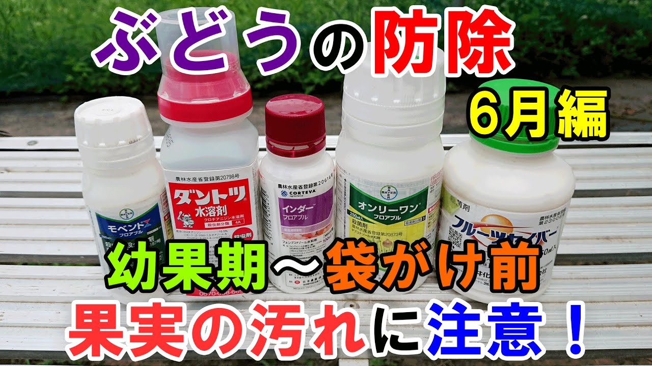 ぶどうの防除6月編　幼果期～袋がけ前に行った防除(殺菌剤・殺虫剤)について解説