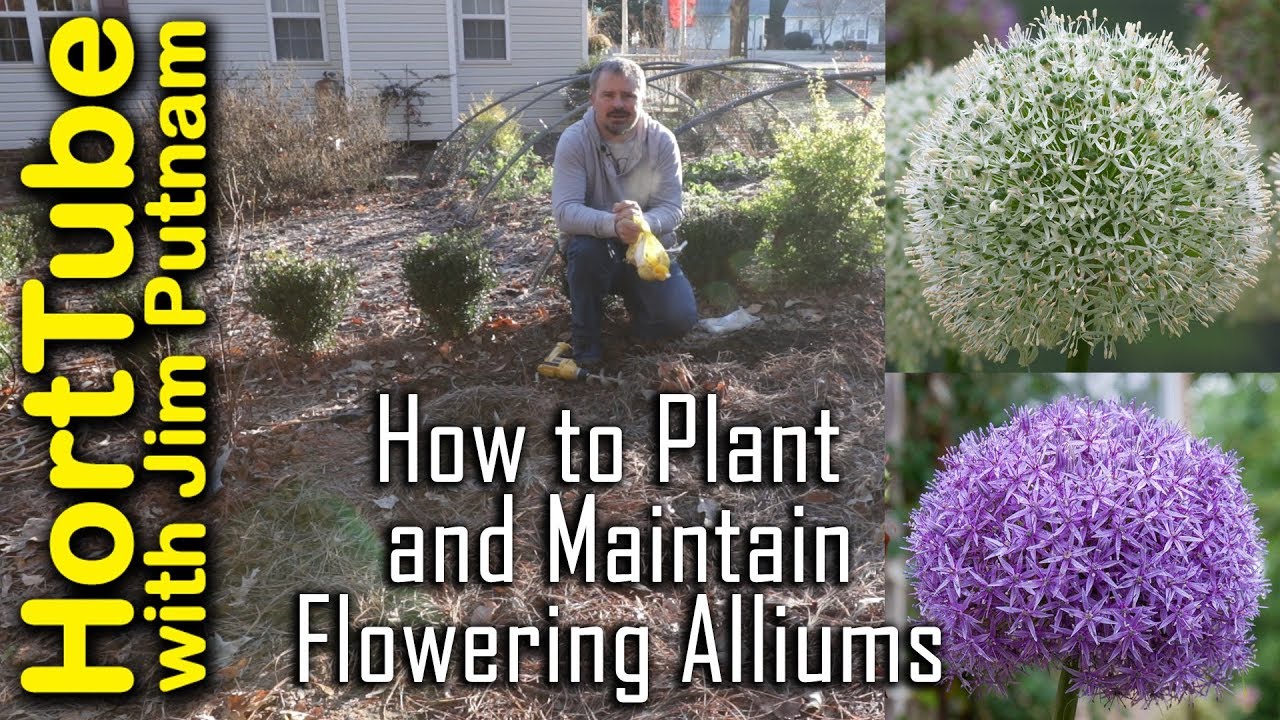 How To Grow Flowering Alliums - Ornamental Flowering Onions