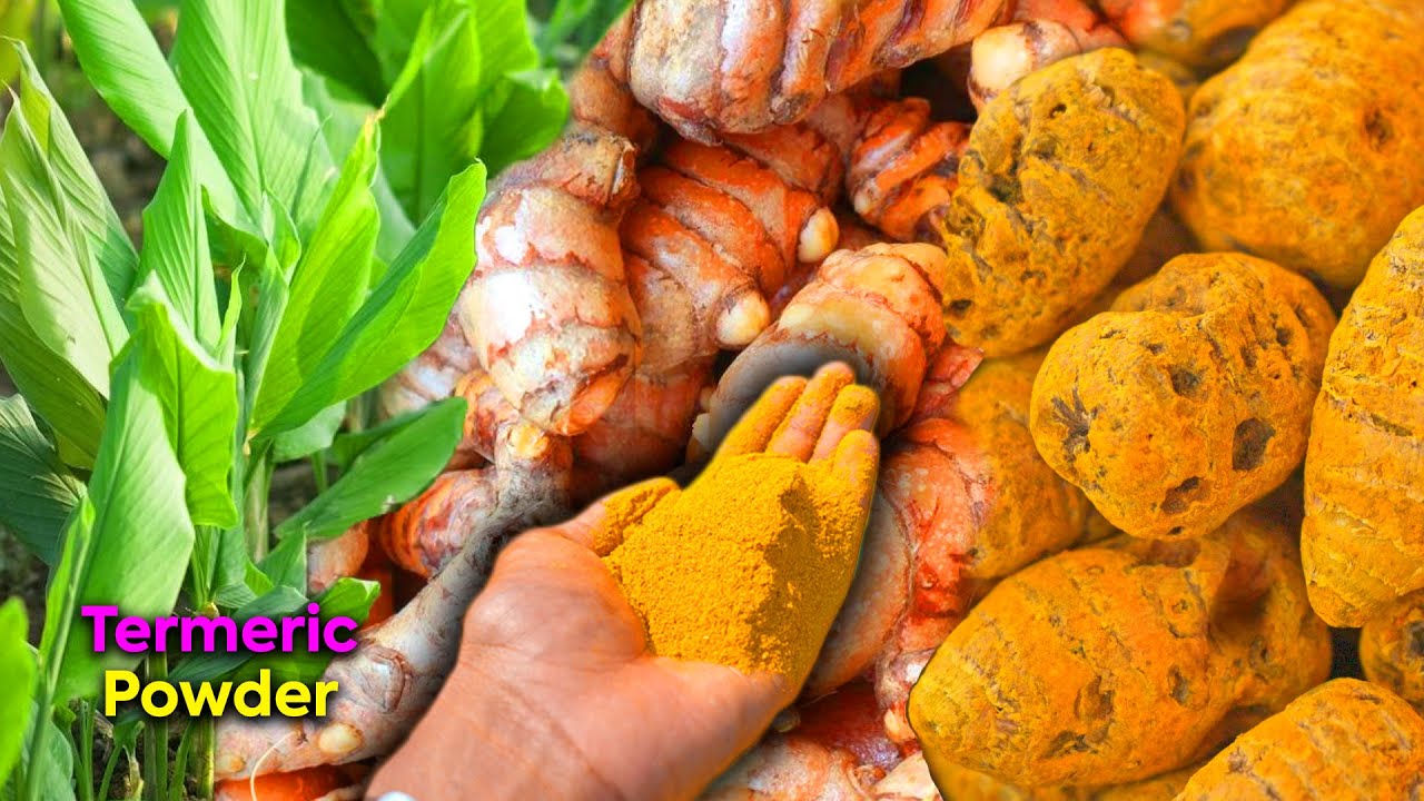 How to Harvest and Process Turmeric | மஞ்சள் அறுவடை | Turmeric Cultivation