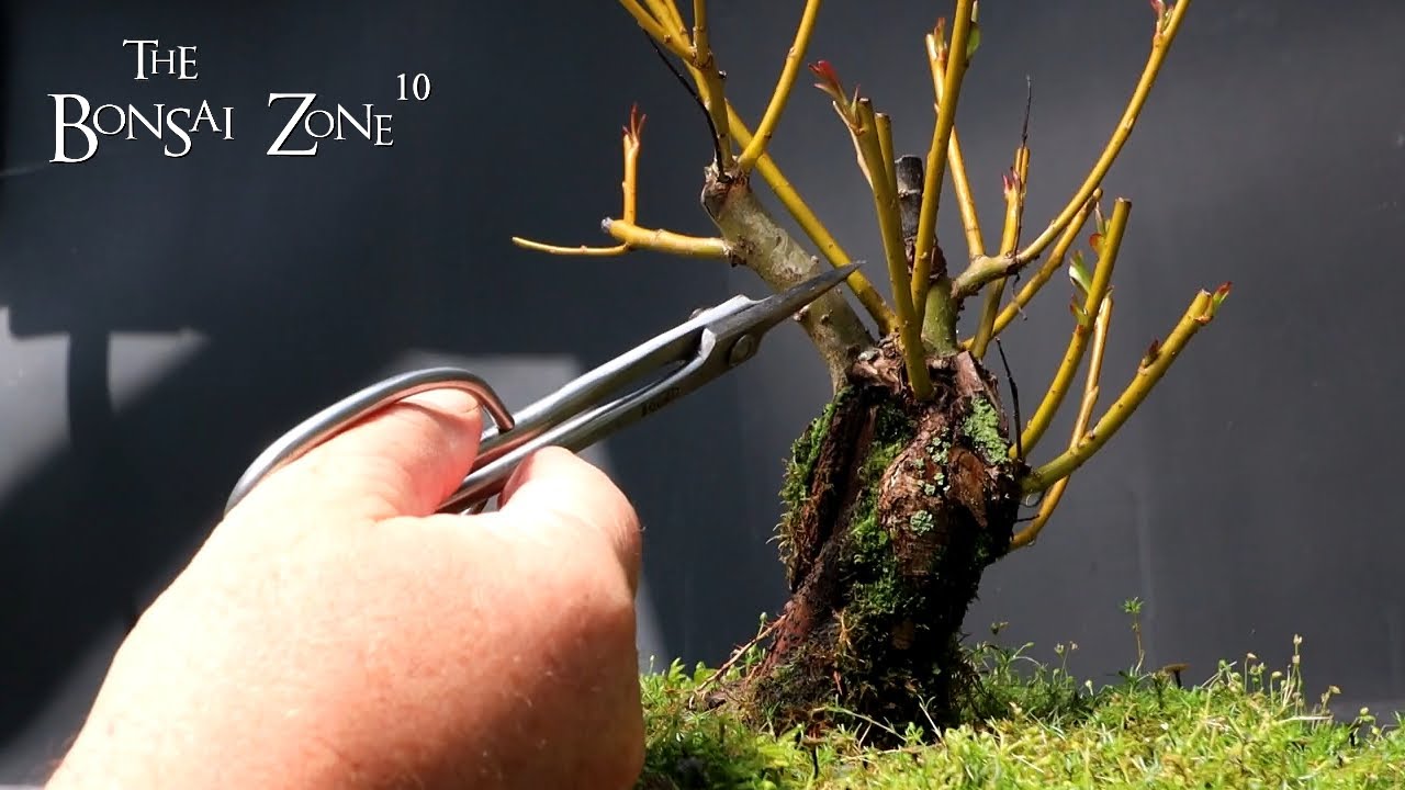 Pruning My Willow Bonsai, The Bonsai Zone, July 2023