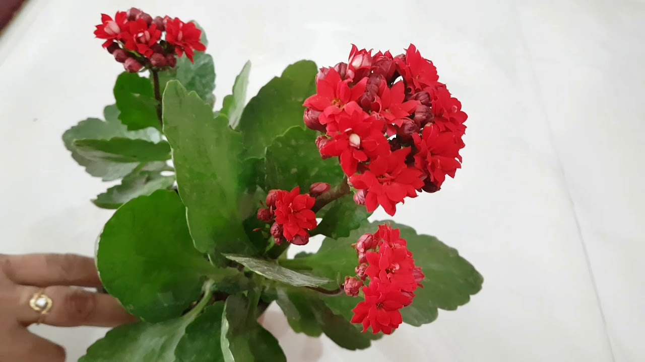 153.कलान्चोस को कैसे लगाएं/How to grow and care kalanchoes.