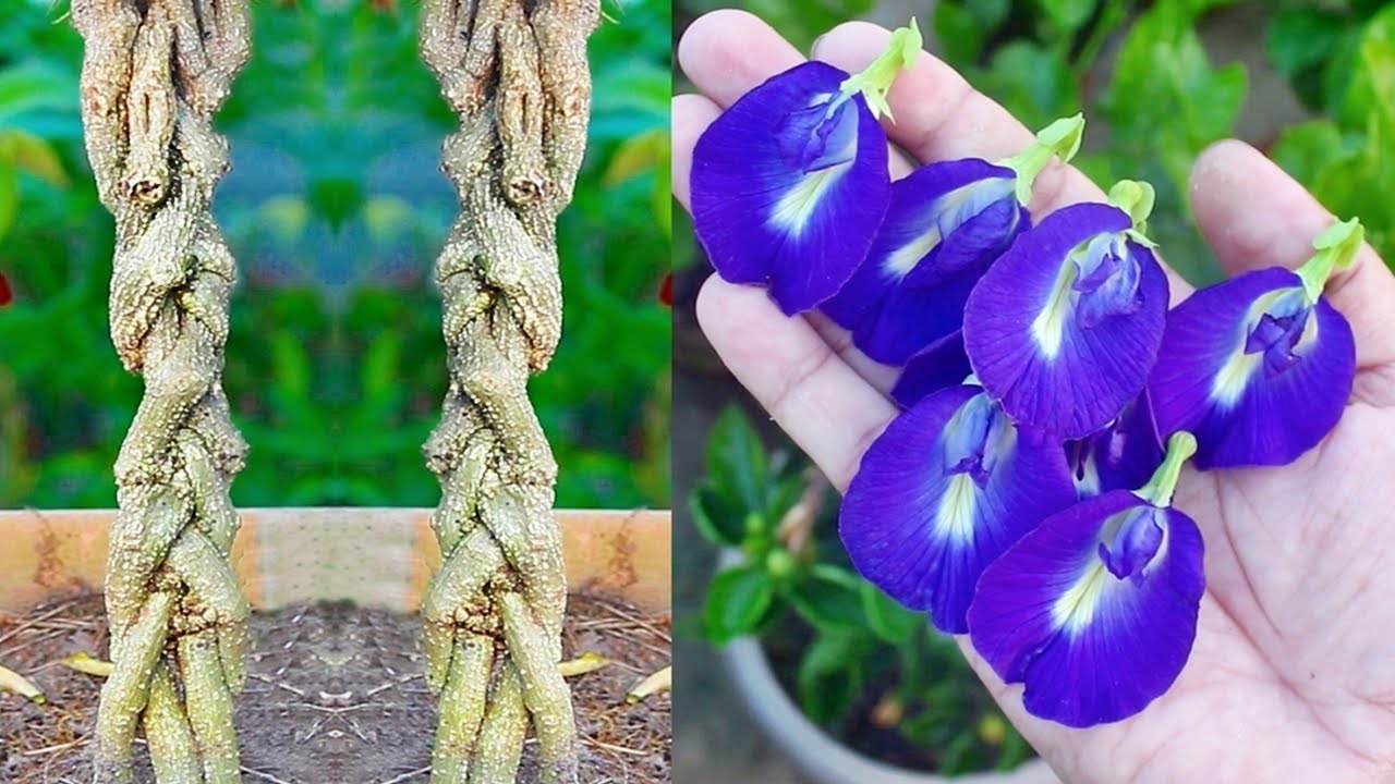 NEW: How To GROW BRAIDED Aprajita or Blue Pea Flower?