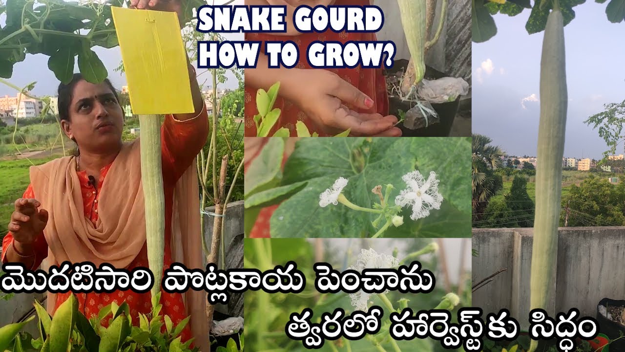 Grow Snake gourd Easily || మొదటిసారి పొట్లకాయ పెంచాను