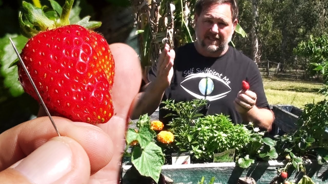 Put Needles in Strawberries and See What Happens