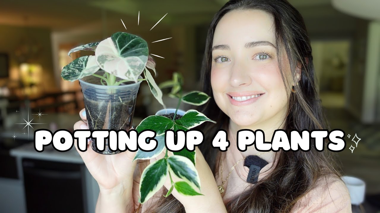 Pot Up 4 Plants With Me! | Hoyas, Maranta & Alocasia 🌿