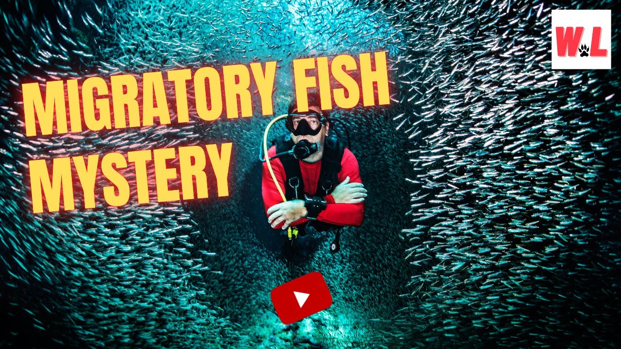 Famous Facts About Migratory Fish You Love To See