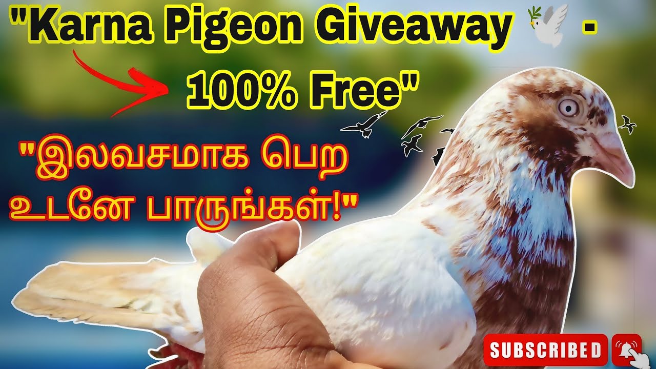 🕊️ இலவசம்! டாப் குவாலிட்டி கர்ண புறாக்கள் Giveaway! | Top Quality Karna Pigeon Giveaway 🎁