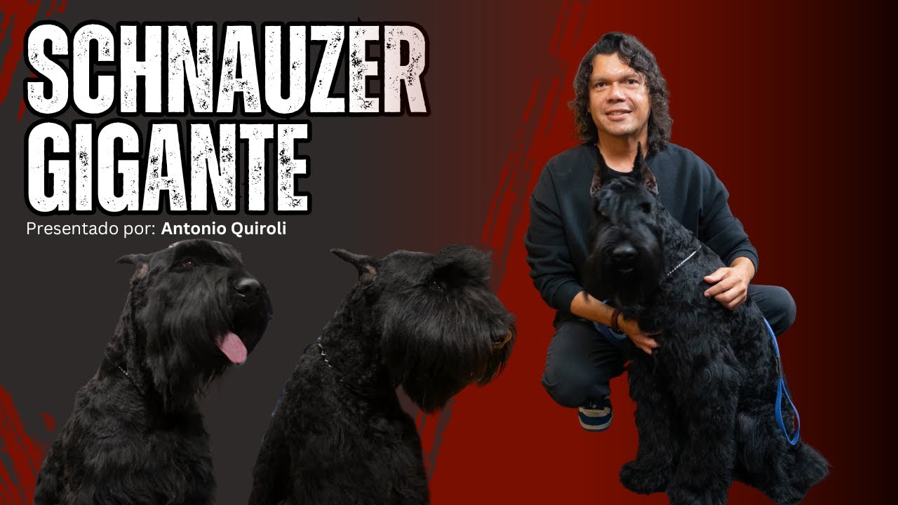 Schnauzer Gigante: Un protector con mucho estilo, Guardían de la noche y Amigo de la familia