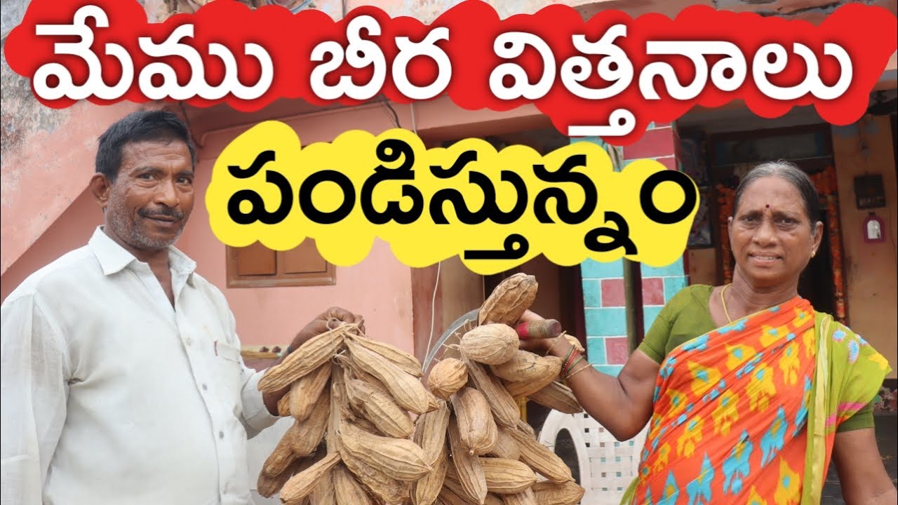 బీర విత్తనాలు సాగు చేస్తున్నం | Ridge Gourd Seeds | రైతు బడి