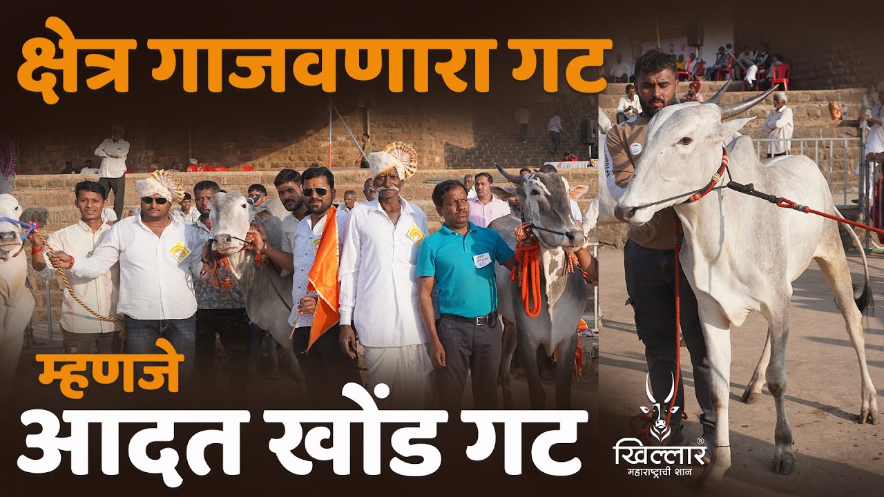 क्षेत्र गाजवणारा गट म्हणजे आदत खोंड गट । चंदूर खिल्लार प्रदर्शन | Khillar Maharashtrachi Shaan 2025