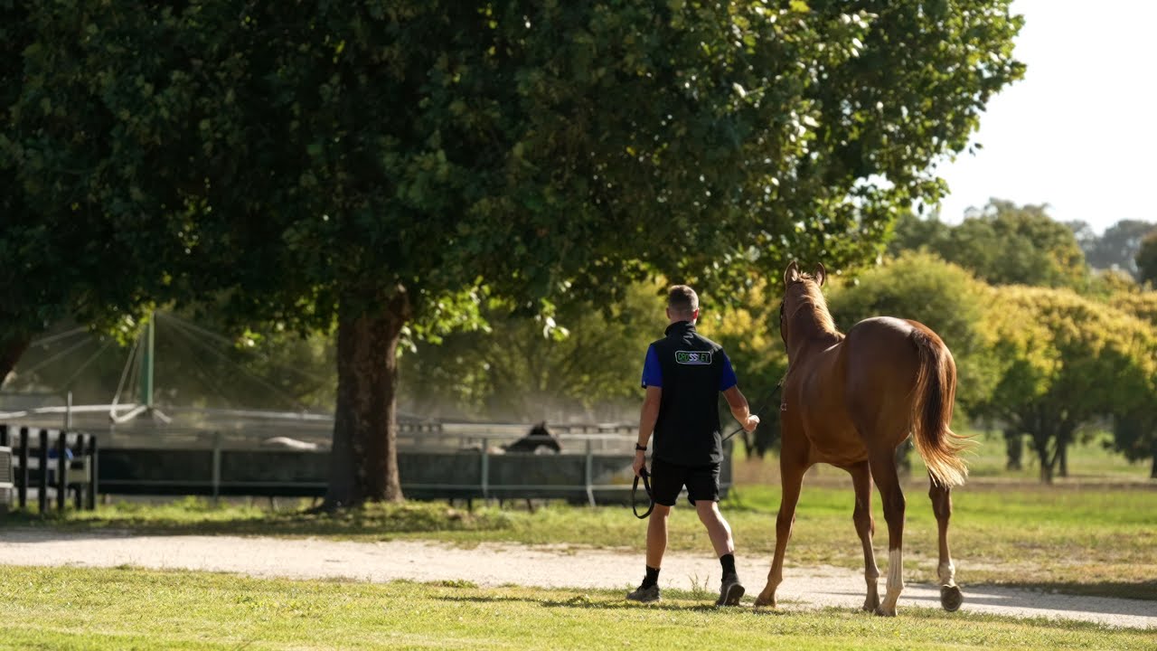 Crossley Thoroughbreds - 2024 Inglis Premier Yearling Sale