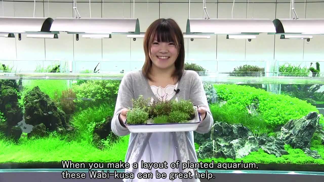 【ADA view 46】メリットたくさん「佗び草」のご紹介