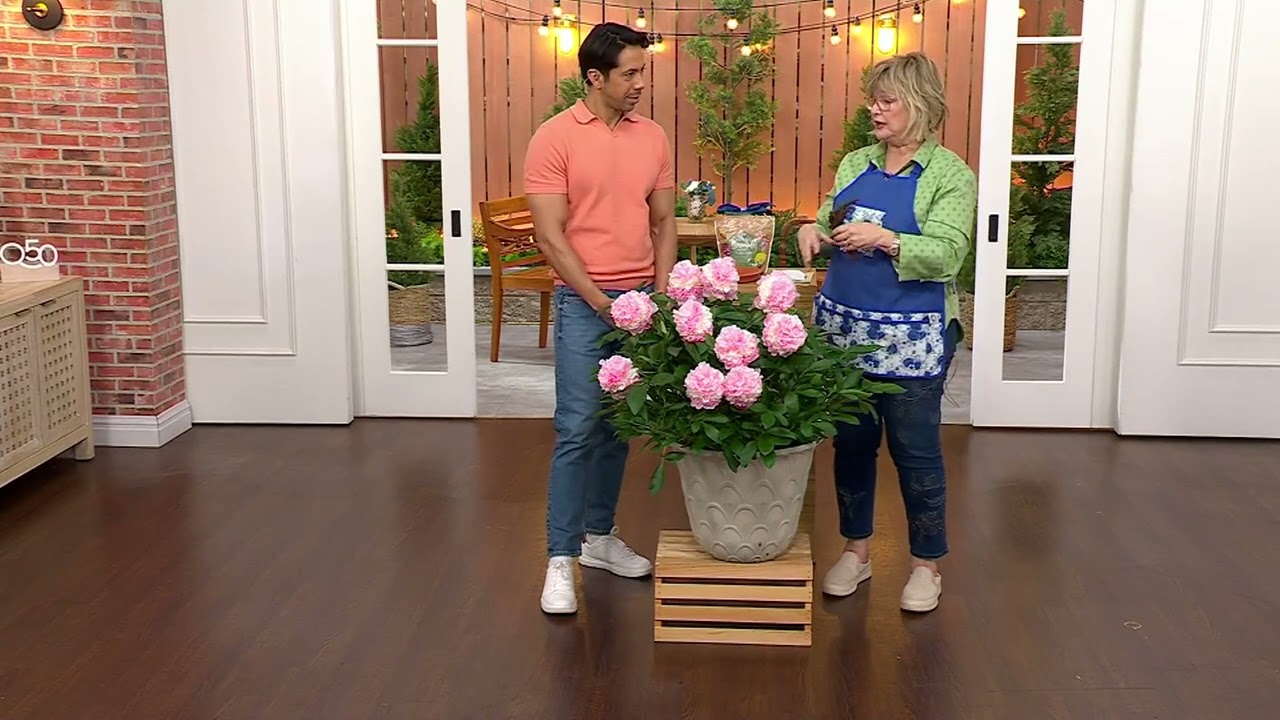 Girl Next Door 1-Piece Sorbet Peonies Bare Root Plants on QVC