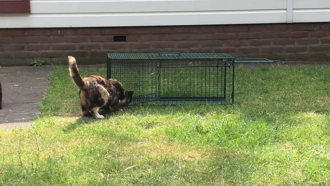 Geslaagde vangactie met vangkooi of toch niet?
