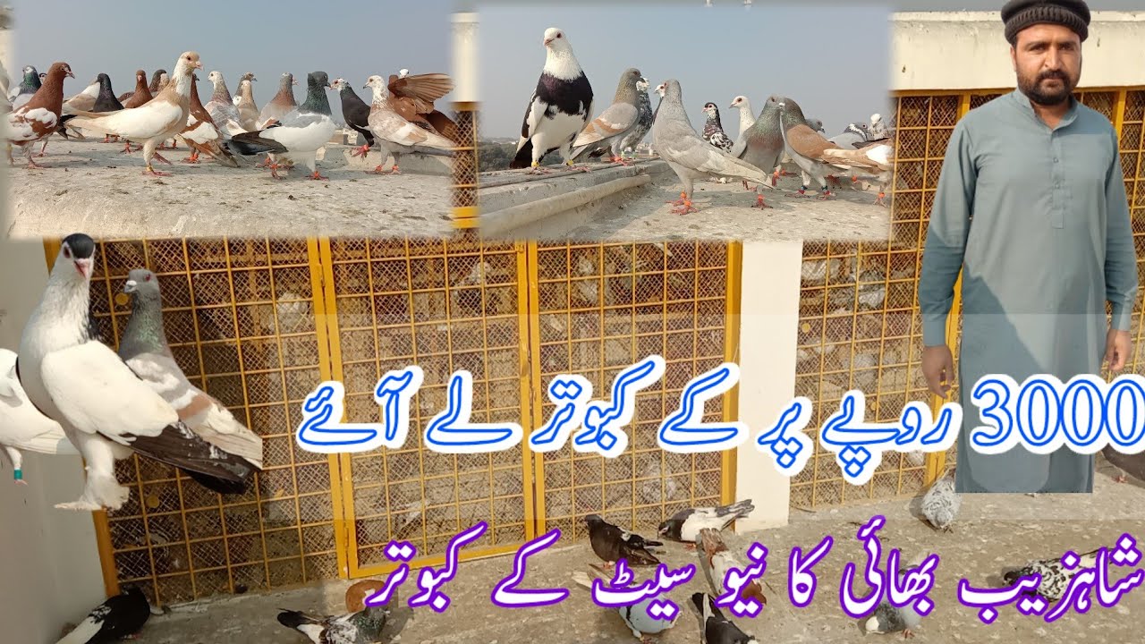 Shahzaib Bhai K New Set K 140 Kabootar|3000 Rupay K Hisab Sa 15 Kabootar La Aye❤️