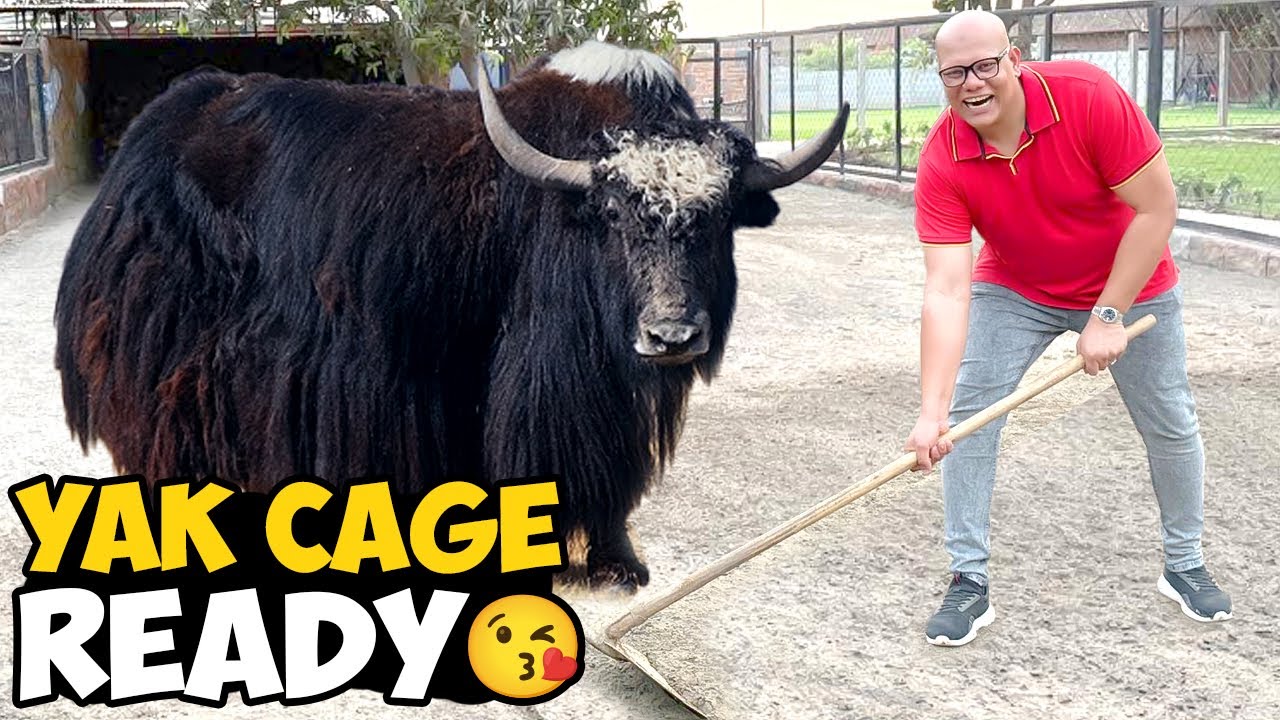 YAK 🐃 ko rakhna mushkil ho gaya 😰 | YAK ke liye ghar bana diya 🏠 | BT Farm Stories