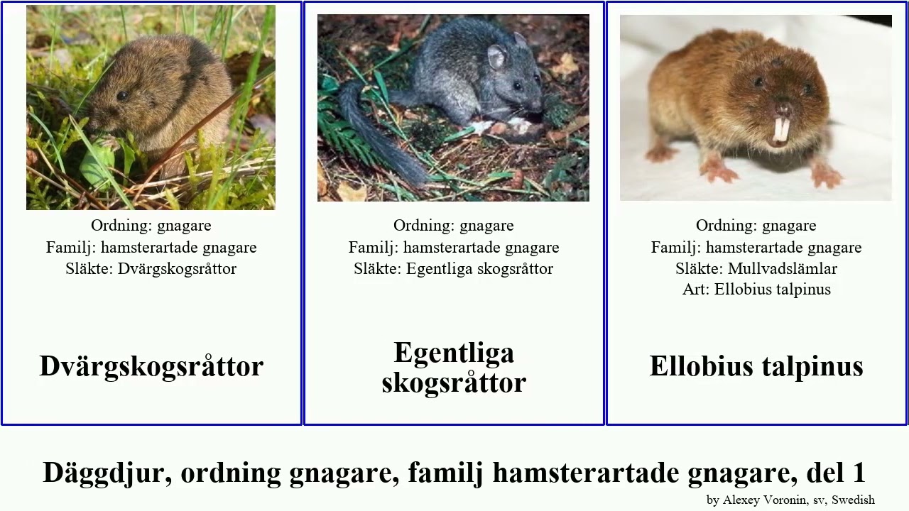 D&auml;ggdjur, ordning gnagare, familj hamsterartade gnagare, del 1 microtus akodon musculus mammal