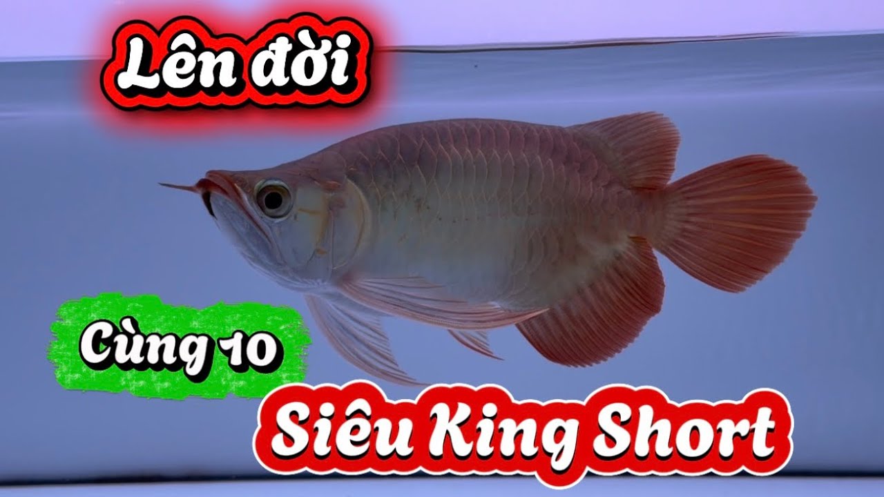 Xuân Lên Đời cùng 10 Siêu King Short | Cá Rồng Sài Gòn